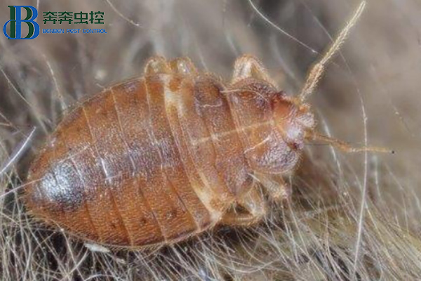 臭虫有什么危害？如何消灭臭虫？