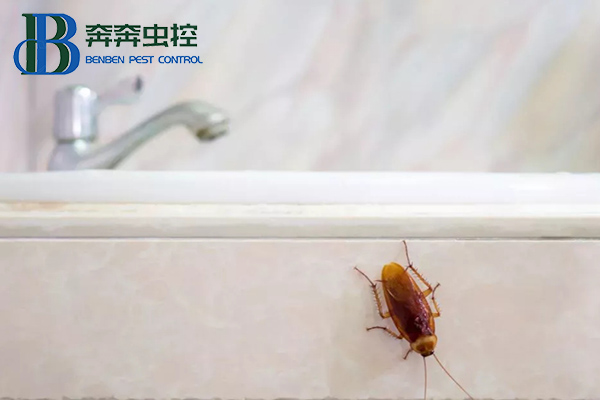 蟑螂怎么彻底消灭？让上海虫控公司来告诉你！