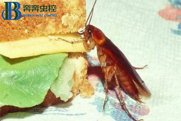 怎么防治蟑螂有效？？？