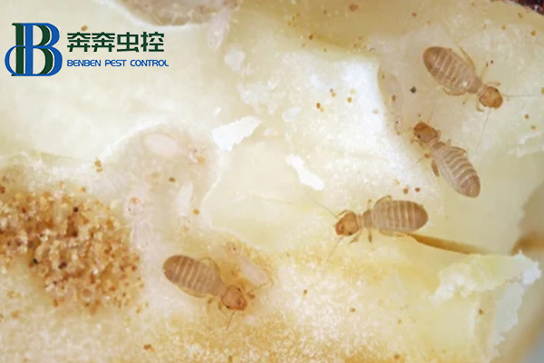 家里为什么有书虱？书虱如何治？