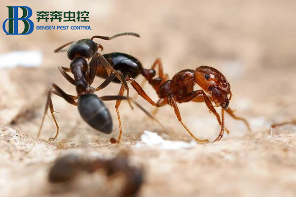 红火蚁的预防与控制