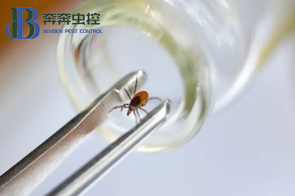 亲近大自然，谨防被蜱虫&ldquo;叮&rdquo;上