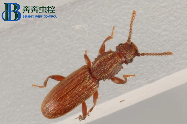 锯谷盗有危害吗？如何防制？