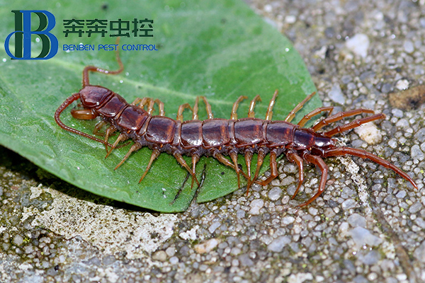 被蜈蚣咬伤，如何急救处理？