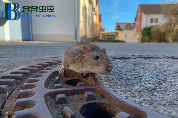 灭老鼠有效的方法有哪些？