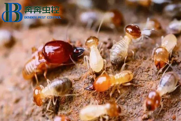 家中出现白蚁怎么办？上海虫控公司来告诉你！