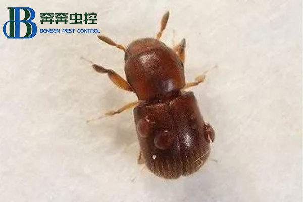 家里木材上发现蛀虫怎么办？