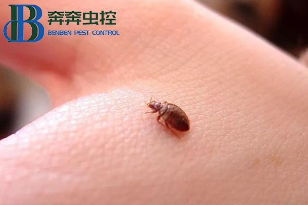 吸血床虱又出现了！多国爆发，已蔓延至亚洲!