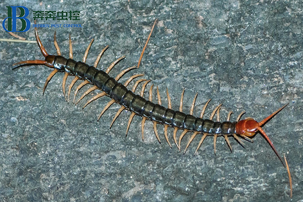 小妙招之如何防治蜈蚣