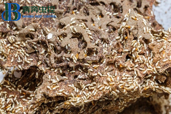 遇白蚁别慌，四种途径可灭它.