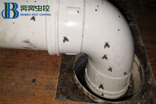 卫生间里来了蛾蠓怎么办？