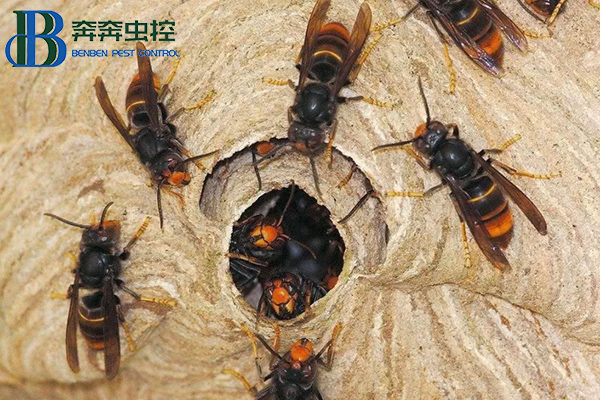 怎样避免马蜂被袭击？