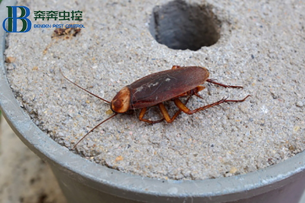 蟑螂这么强，怎样才能彻底消灭蟑螂？