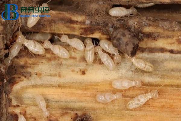 如何预防白蚁侵蚀？怎么&ldquo;赶走&rdquo;恼人白蚁？