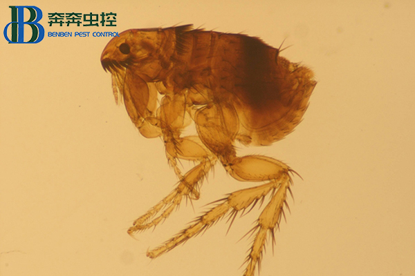 如果发现家中有跳蚤应该怎么办？