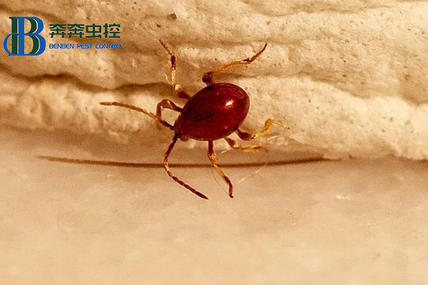 上海虫控公司教你如何防治蛛甲