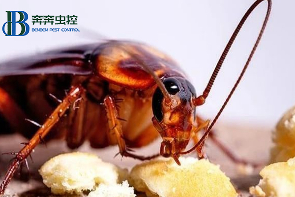 看见蟑螂别乱踩，小心变得不幸！