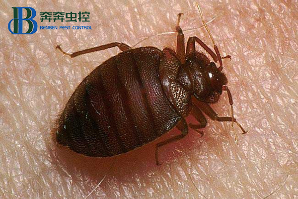 臭虫是什么，对人体有啥危害，预防措施有哪些？