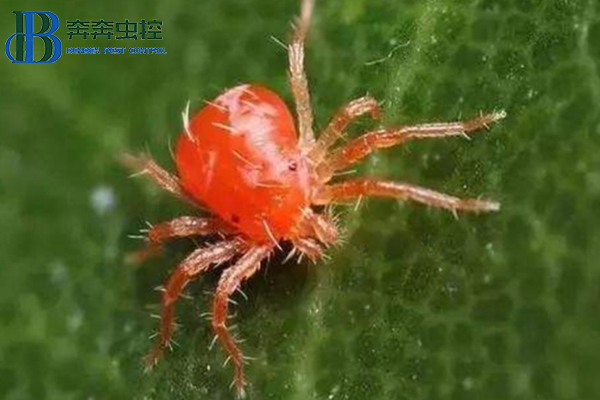 冬天那么冷，红蜘蛛会被冻死吗？还需不需要防治