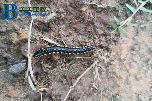 马陆是什么？如何防制？