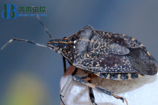 椿象是害虫还是益虫