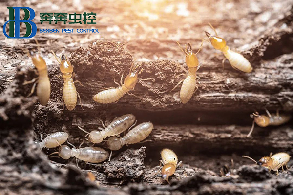 白蚁又要来了！如何防治？