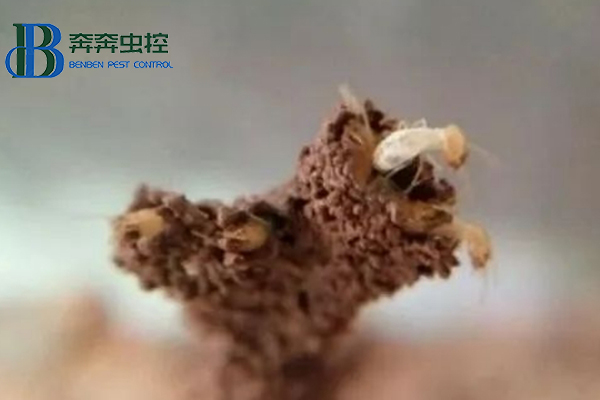 白蚁纷飞季，如何有效消灭白蚁
