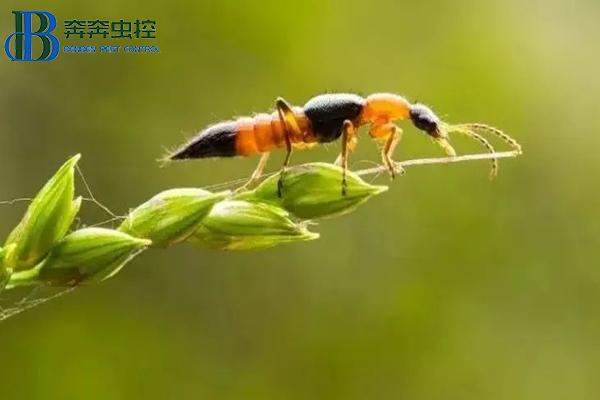 隐翅虫有多毒？被其咬伤怎么处理？