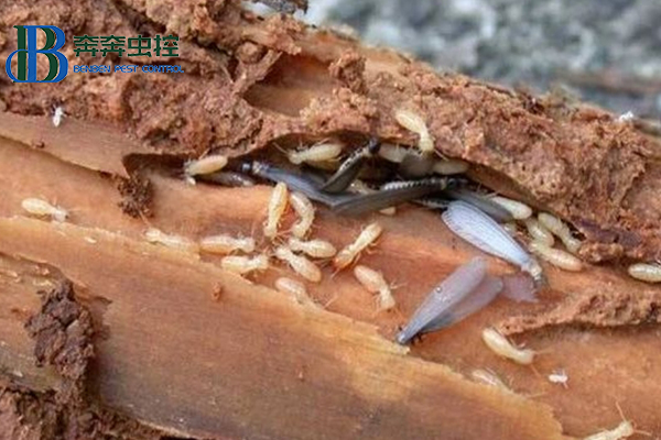 白蚁的天敌是什么？