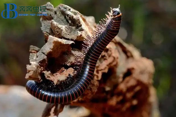 马陆虫的危害以及消灭马陆虫的方法