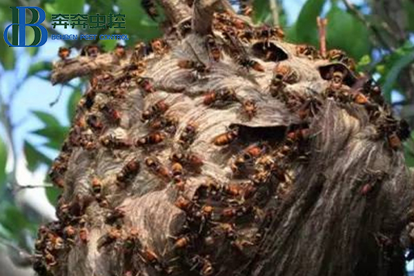 如何灭胡蜂？让上海灭虫公司来告诉你！