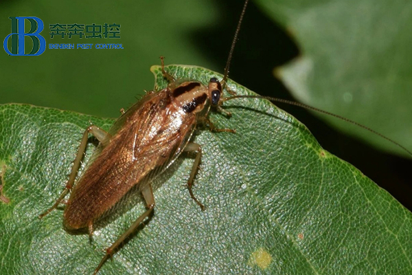 蟑螂入侵！防治蟑螂的小妙招！