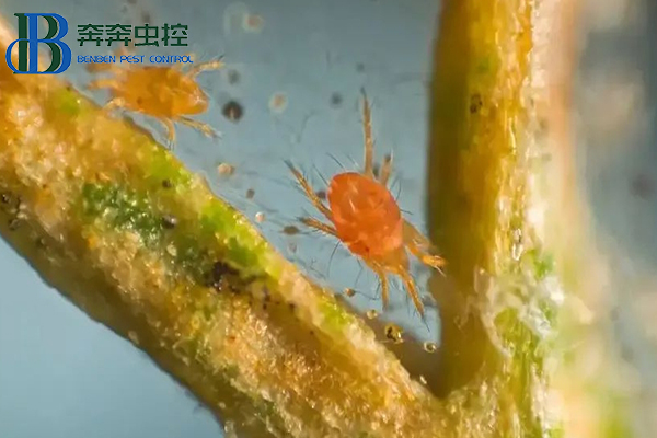 红蜘蛛防治措施，几招治住它，简单高效！