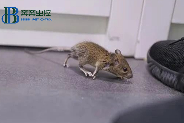 学校食堂的防鼠、灭鼠攻略