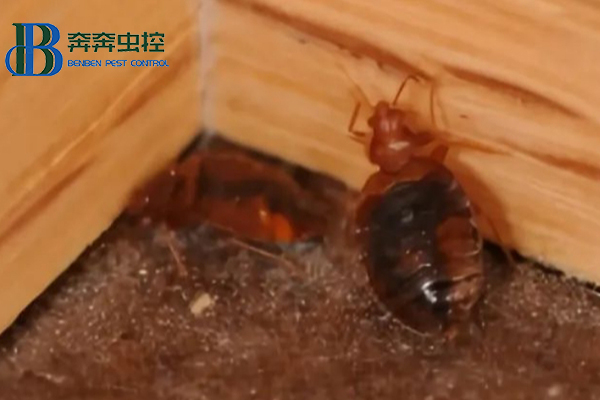 警惕臭虫，上海虫控公司教你防治臭虫！