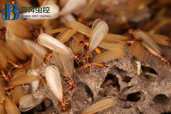 家里有了白蚁怎么办，怎么处理？