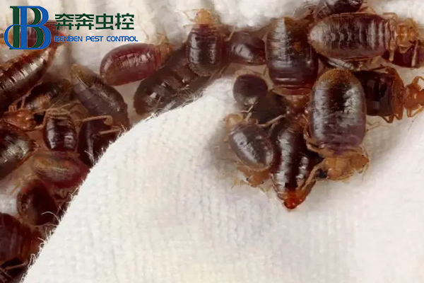 臭虫从哪里来的，让上海虫控公司告诉你！