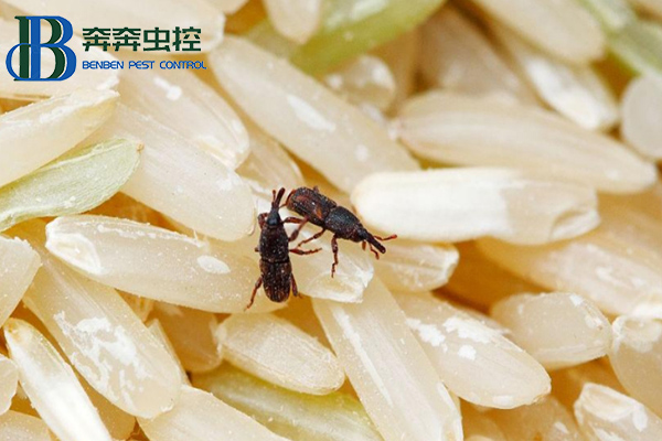 大米夏季会生虫？这虫是啥？