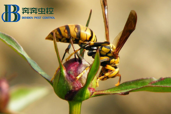 如何预防马蜂侵害？