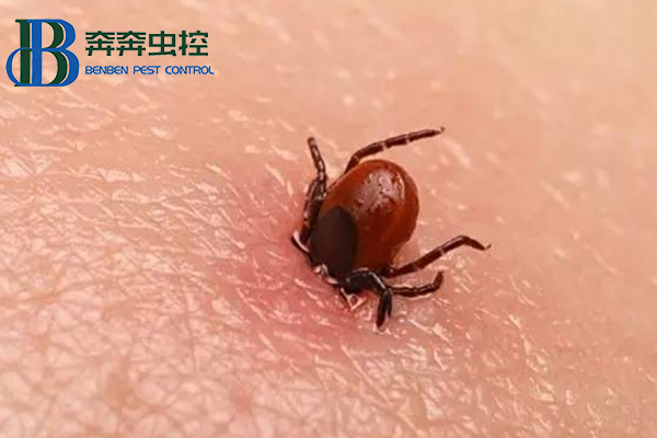 出游警惕蜱虫咬伤！