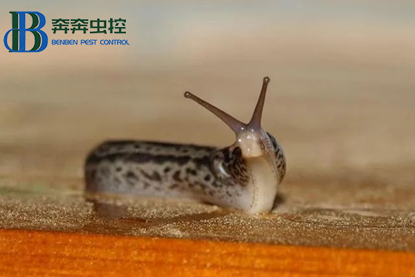 蔬果园如何清除蛞蝓？