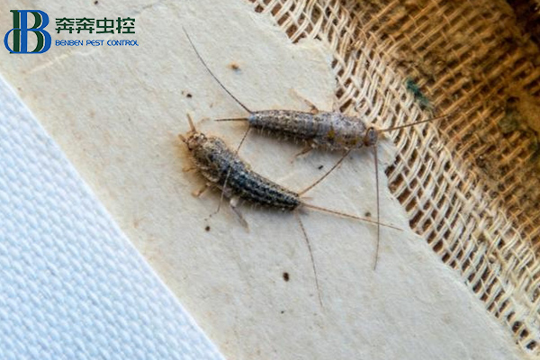 衣鱼是如何滋生的？危害及防治方法有哪些？