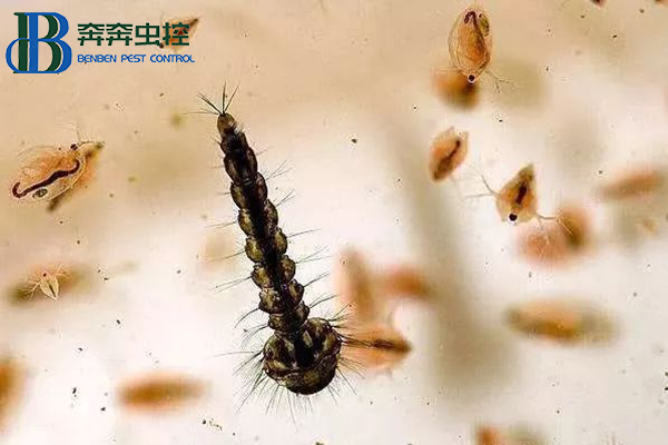 带你了解孑孓，教你如何防治孑孓