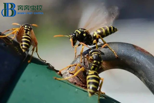 &ldquo;马蜂来袭，如何自保？&rdquo;请收好这份安全&ldquo;锦囊&rdquo;!