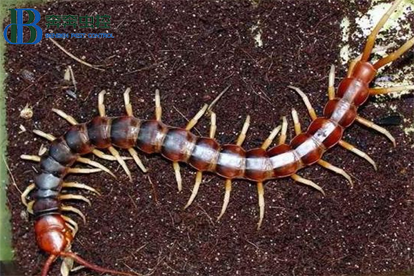 蜈蚣的危害及防治！