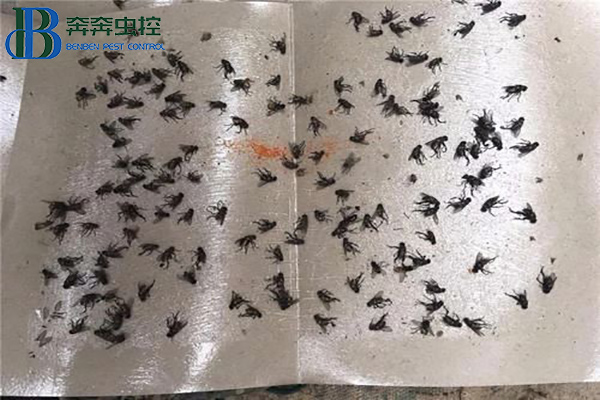 餐饮店如何防治苍蝇