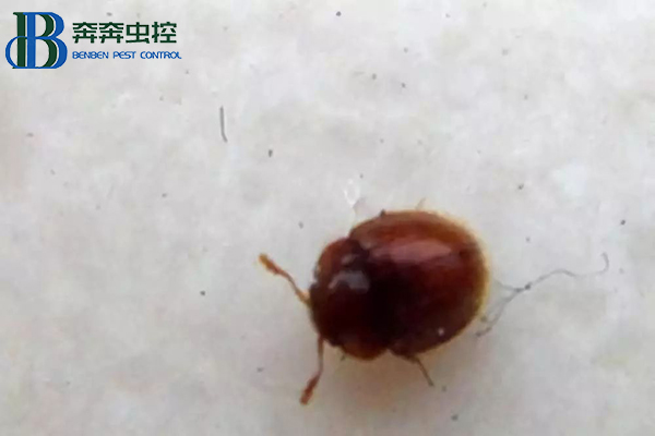 教您正确处理日本伪瓢虫