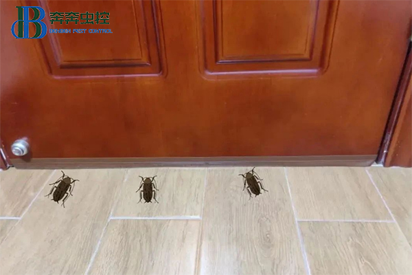 家里有蟑螂怎么办？除蟑公司来教你！