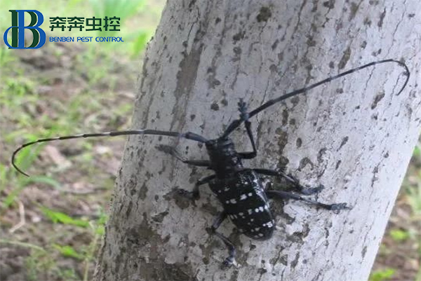 防治天牛，守护绿色家园