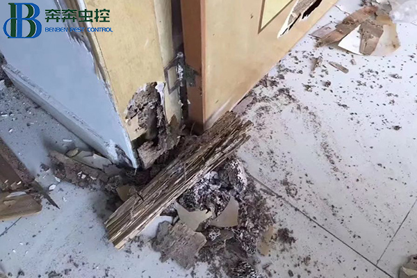 白蚁对房屋建筑的破坏